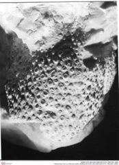 Historisches Foto von Palinurus kuehni (NHMW-AFW-GEO-BACHMAYER-FOTO-1990-0041-2689)